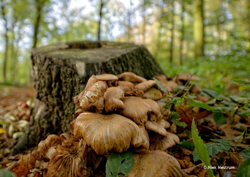 op visite in de natuur, neem plaats.